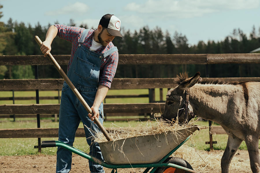 Intervento formativo finalizzato all'inserimento in agricoltura di giovani diplomati e laureati